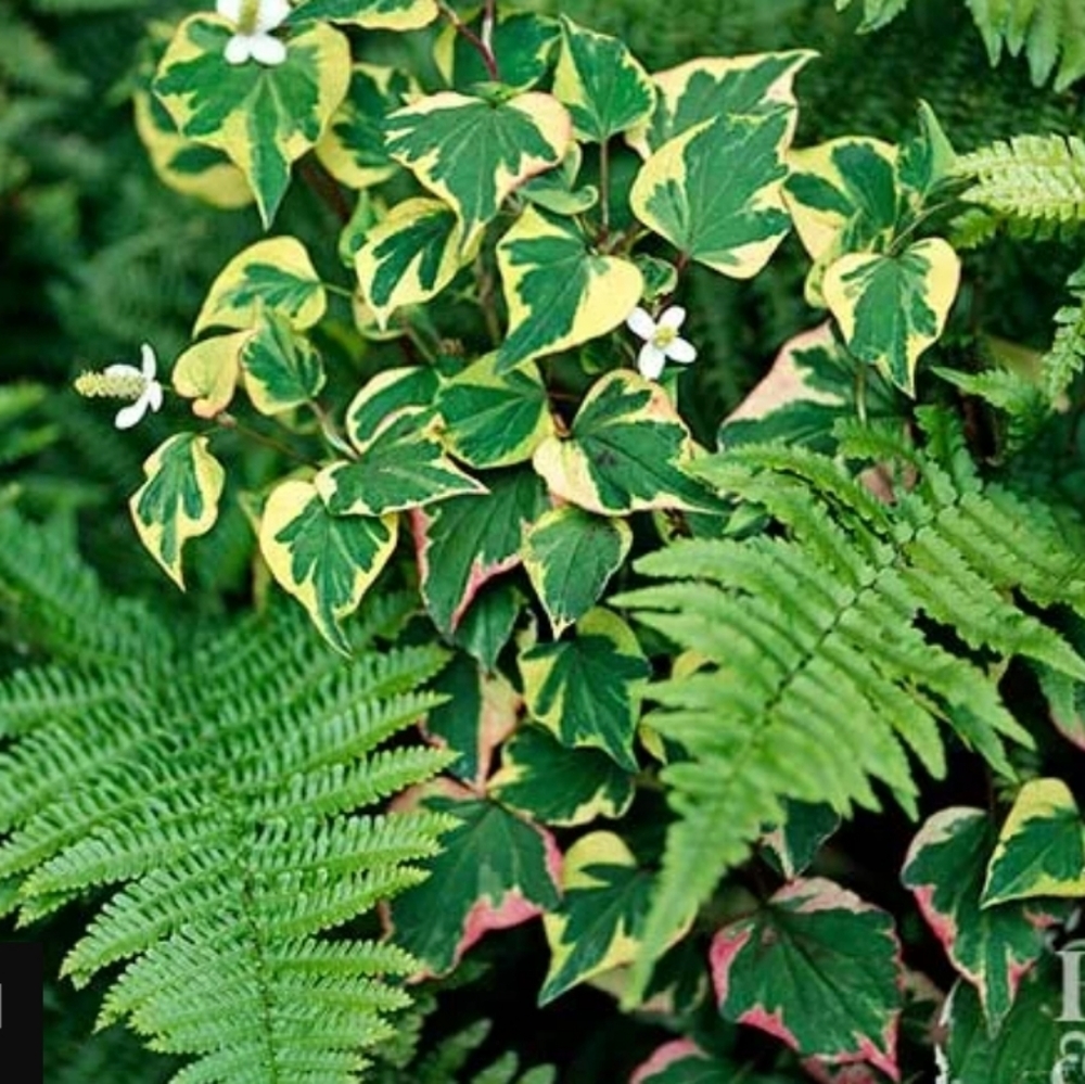 Chameleon Plant Groundcover 30 plants $20 - Picture 2 of 6